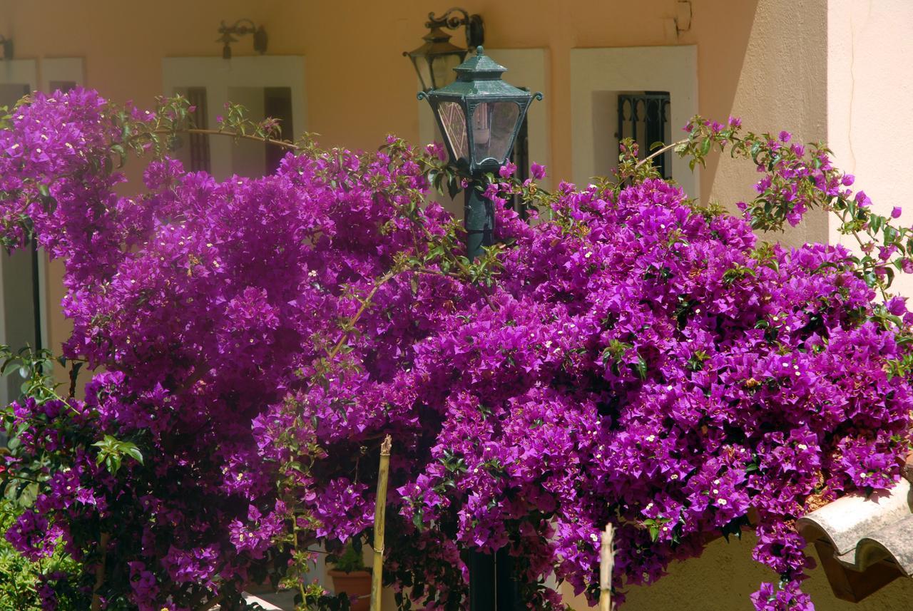 Georgia Apartments&Studios Corfu Glyfada  Exterior foto